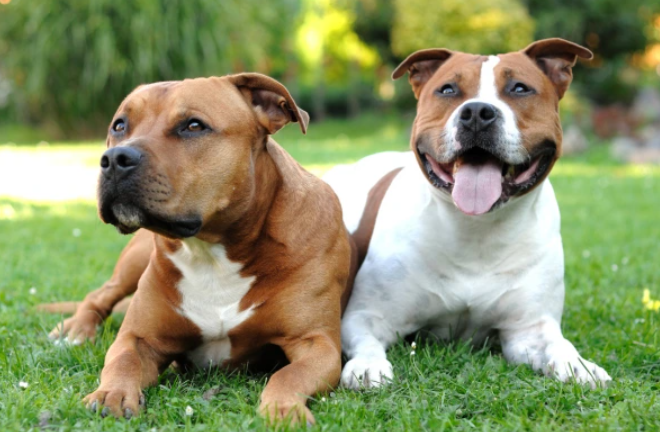 Dva stafordšírske bullteriéry spokojne ležia v tráve